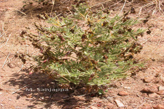 Crotalaria ramosissima